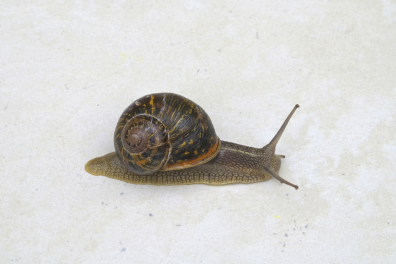 Anatomie d'un escargot